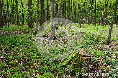 Deep moss fores with plants Stock Photo