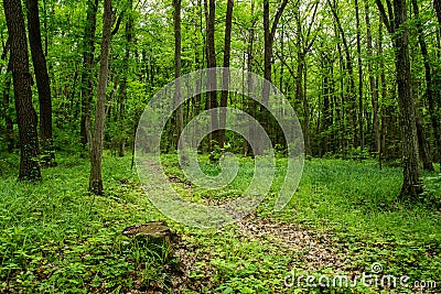 Deep moss fores with plants Stock Photo