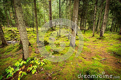 Deep moss fores with plants Stock Photo