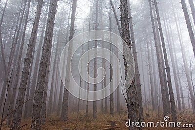 Pine Tree Woods With Mist Stock Photo