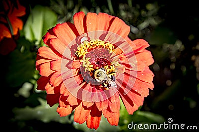 Deep orange. yellow petal flower in sunshine with bumble bee collecting necter Stock Photo