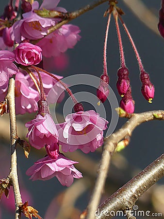 Deep Pink Colored Weeping Cherry Tree Buds and Blossoms in Spring Stock Photo
