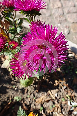 Deep pink flowerhead of china aster Stock Photo