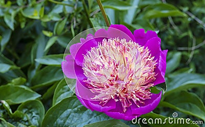 Deep pink flower of peony lactiflora with creamy centre. Stock Photo