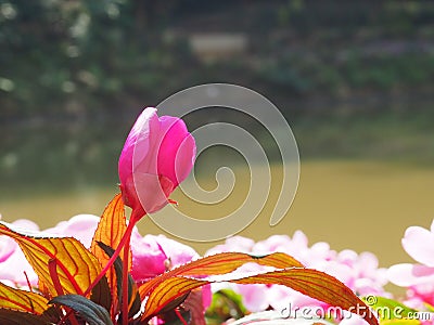 A deep pink flower photo have orange and brown foliage. Stock Photo
