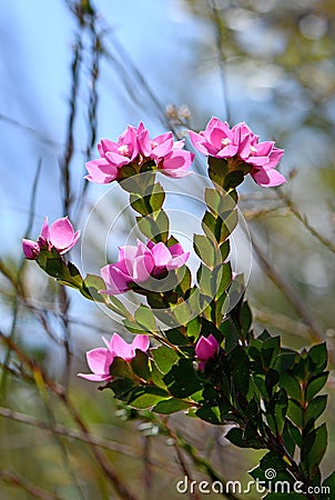 Deep pink flowers of the Australian Native Rose, Boronia serrulata, family Rutaceae Stock Photo