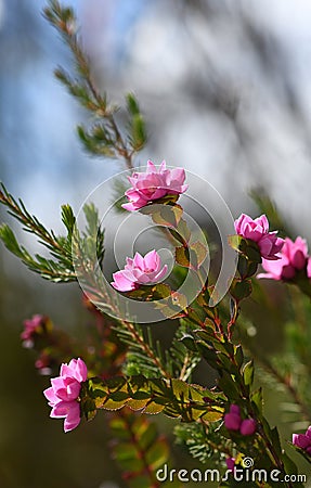 Deep pink flowers of the Australian Native Rose, Boronia serrulata, family Rutaceae Stock Photo