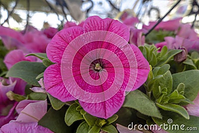 A Deep Pink Petunia flower plant of South American origin Stock Photo