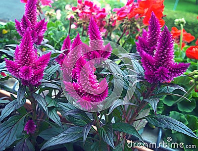 Deep purple Celosia flowers Stock Photo