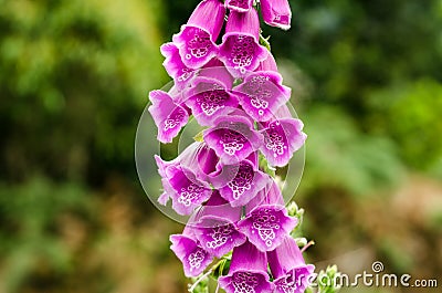 Foxglove Flower Stock Photo