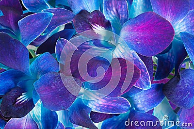 Deep purple orchid Stock Photo