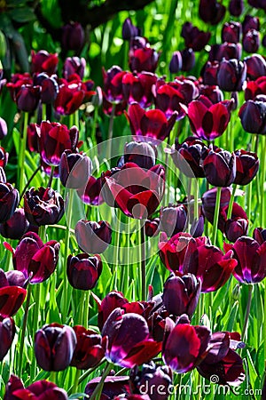 Deep purple tulips planted in a sunny spring garden, Skagit Valley, WA Stock Photo