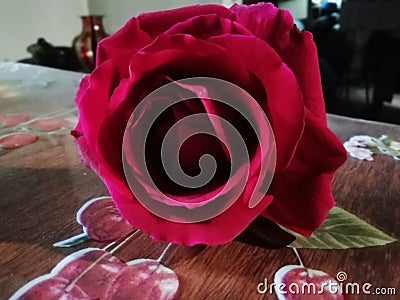 Deep red english rose for love and romance Stock Photo