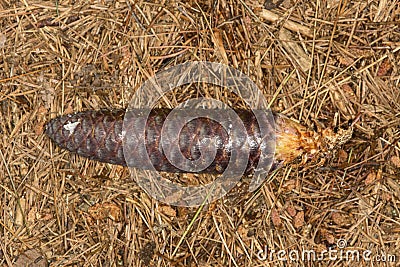 Deep red female cone of Norway spruce at Belding Preserve, Connecticut. Stock Photo