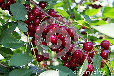 Sprig of cherries overloaded just before the harvest Stock Photo