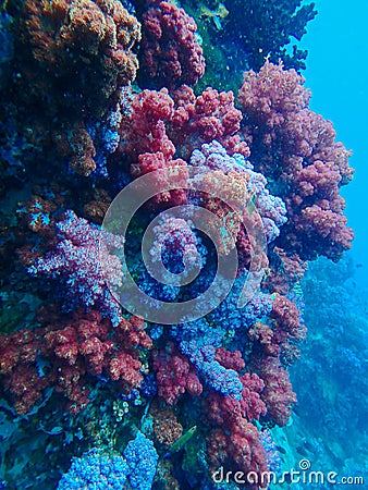 Deep sea and coral reef, colorful corals in ocean landscape Stock Photo