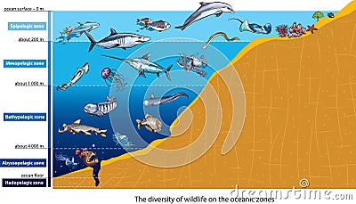 Deep sea creatures Vector Illustration