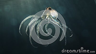 Deep sea octopod Stock Photo