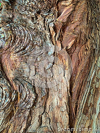 Deep textured redwood bark Stock Photo
