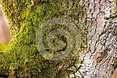 Deep textured tree bark covered with bright green moss Stock Photo