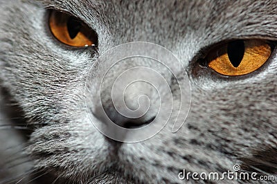 Deep yellow eyes Stock Photo