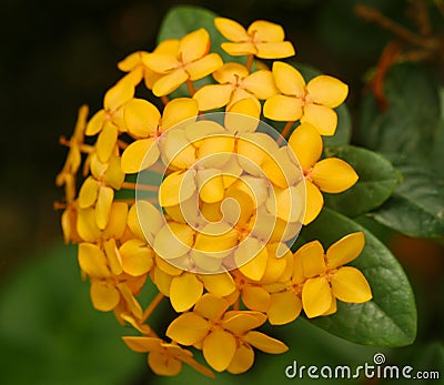 Jungle Geranium Ixora cultivar Maui Sunset Stock Photo