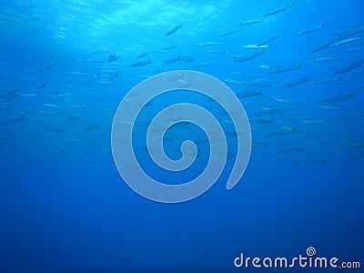 Deepblue sea thounsand fish Stock Photo