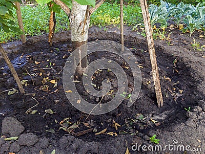Deepening the soil around the fruit tree in the garden. Stock Photo