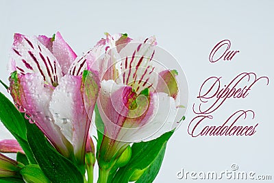 Deepest condolences with text and white pink flower on white background Stock Photo