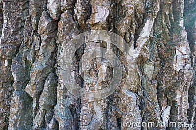 Deeply fissured bark of black poplar Stock Photo