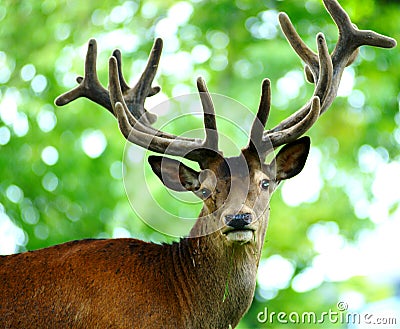 Deer Stock Photo