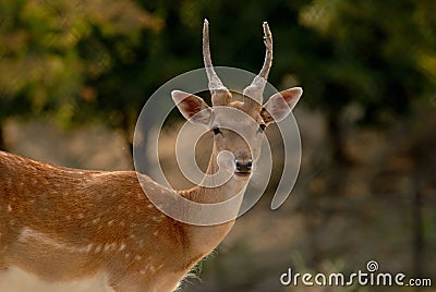 A deer Stock Photo