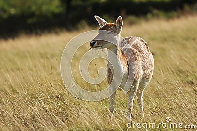 Deer Stock Photo