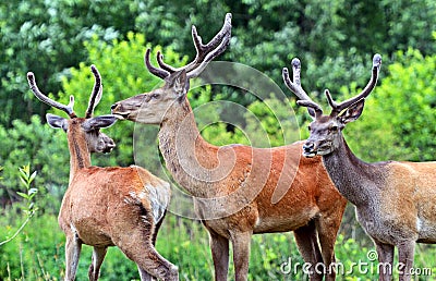 Deer Altai Stock Photo