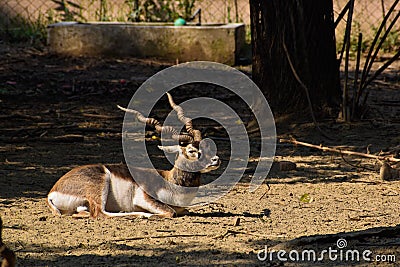 Deer Animal and Wildlife, deer family. Paradise Park Farm Stock Photo