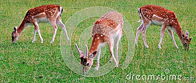 deer, animal, wildlife, mammal, fawn, grass, wild, nature, fallow, doe, young, brown, green, antlers, stag, baby, animals, Stock Photo