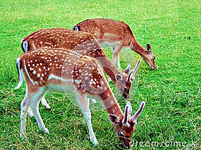 deer, animal, wildlife, mammal, fawn, grass, wild, nature, fallow, doe, young, brown, green, antlers, stag, baby, animals, forest, Stock Photo