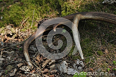 Deer antlers lost by a bull deep in the forest. Sharp shining arrowheads in the undergrowth Stock Photo