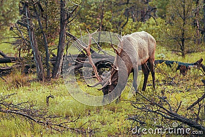 Deer with antlers in the woods Stock Photo