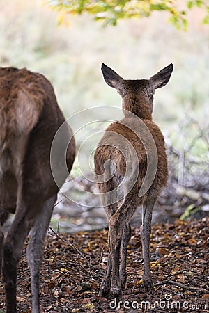 deer baby isolated in a deciduous forest Stock Photo