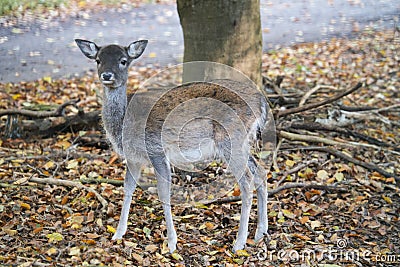 deer baby isolated in a deciduous forest Stock Photo
