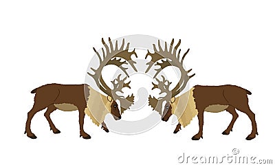 Deer battle vector illustration isolated on white background. Reindeer powerful buck with huge antlers. Rein deer fighting. Vector Illustration