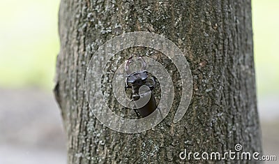 Deer beetle crawling on the bark Stock Photo