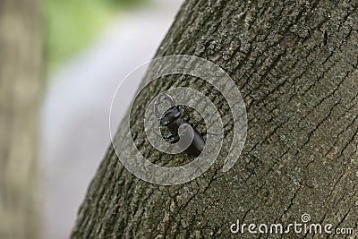Deer beetle crawling on the bark Stock Photo