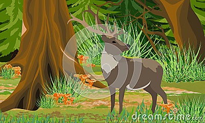 A deer with big horns in the autumn forest. Trunks of mist and trees, forest mushrooms chanterelles, stones Vector Illustration