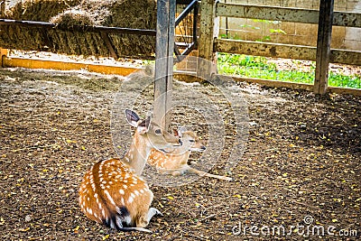 Deer at Bonanza Exotic Zoo in Thailand Stock Photo