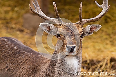 Deer brown noble animal portrait horned wild close-up cute Stock Photo