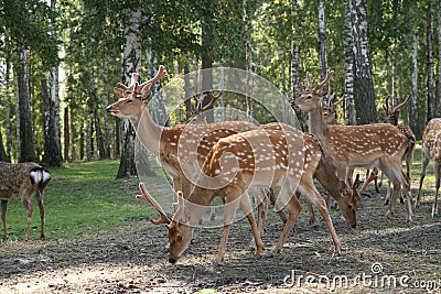 DEER Cervus elaphus Stock Photo