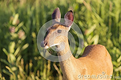 Deer close-up Stock Photo