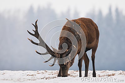 Deer close up.Single grazing adult Noble deer with big beautiful horns on snowy field on forest background.Lonely elk. Stock Photo
